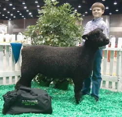 Colored Romney at NAILE Colored Romney at NAILE