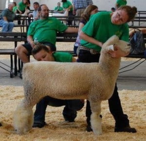 Emma Morton with White Romney Ewe