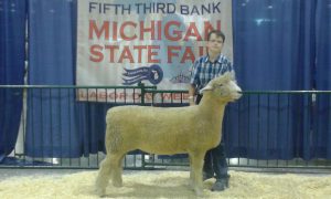 Ethan Plank, Champion White Ewe