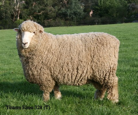 White Romney Sheep