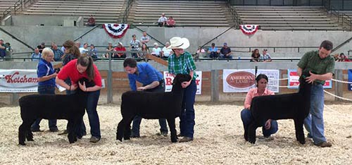 American Romney Breeders Association Color Genetics