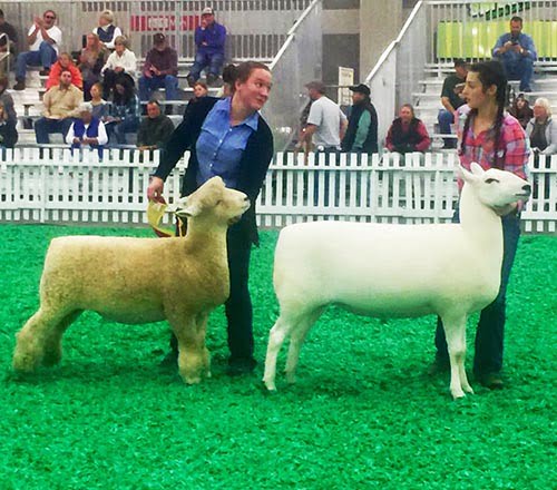 American Romney Breeders Association Color Genetics