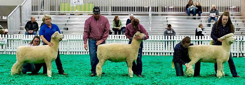 American Romney Breeders Association Sheep