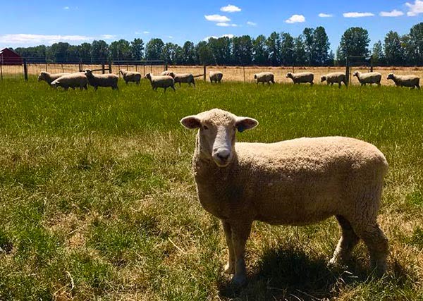 American Romney Breeders Association Color Genetics