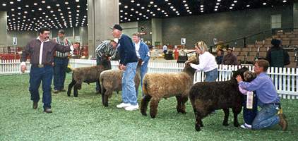 American Romney Breeders Association Show Ring