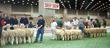 American Romney Breeders Association Show Ring