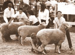 American Romney Breeders Association Young Shepherds