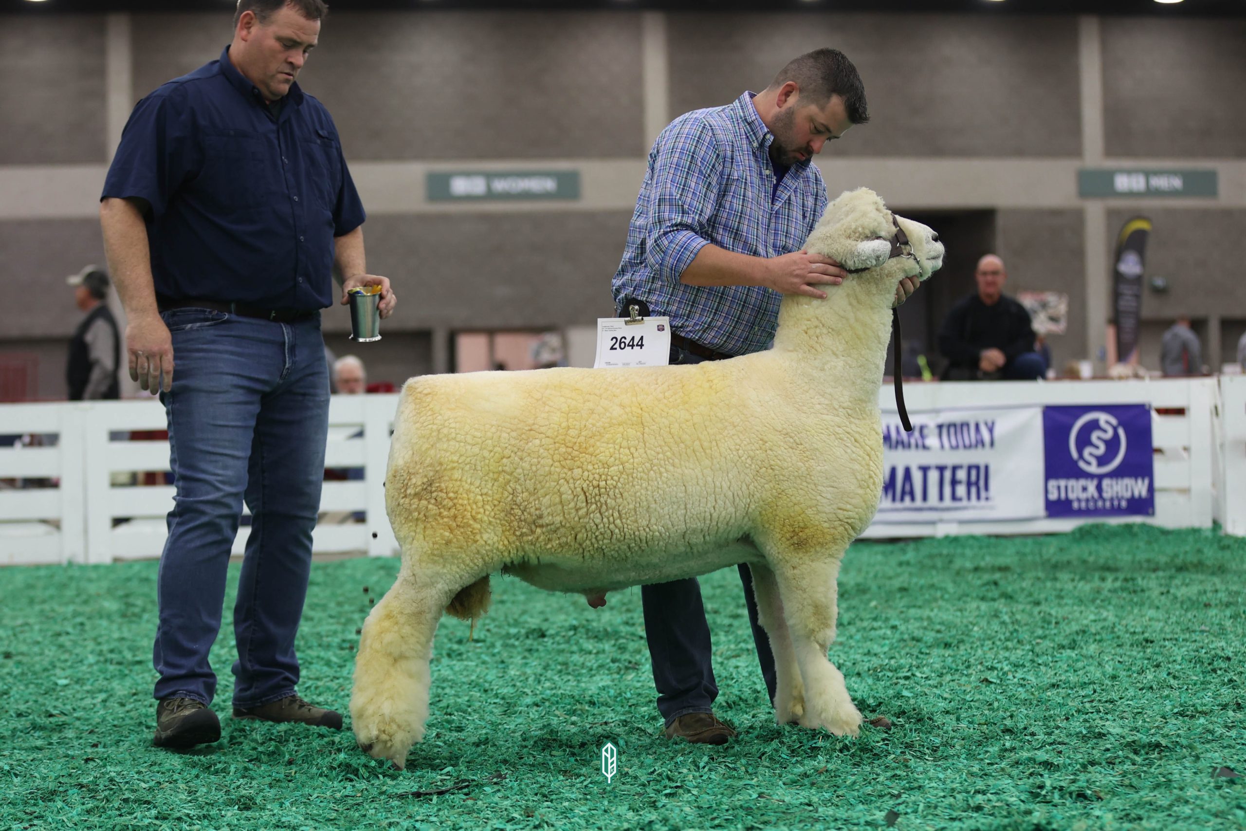 2023 National White Romney Show at NAILE 1st place yearling ram exhibited by Claire VonBehrens
