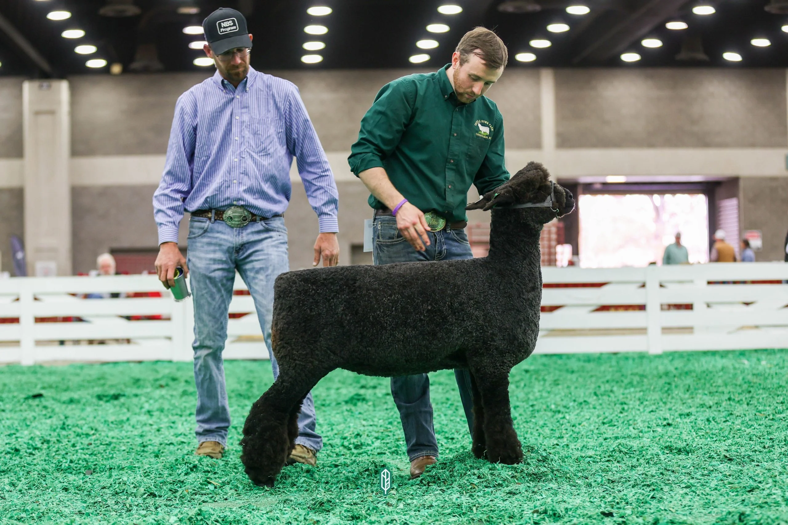 2023 National Natural Colored Romney Show at NAILE
1st place spring ewe lamb exhibited by Ethan Kennedy of Thistle Down Farm