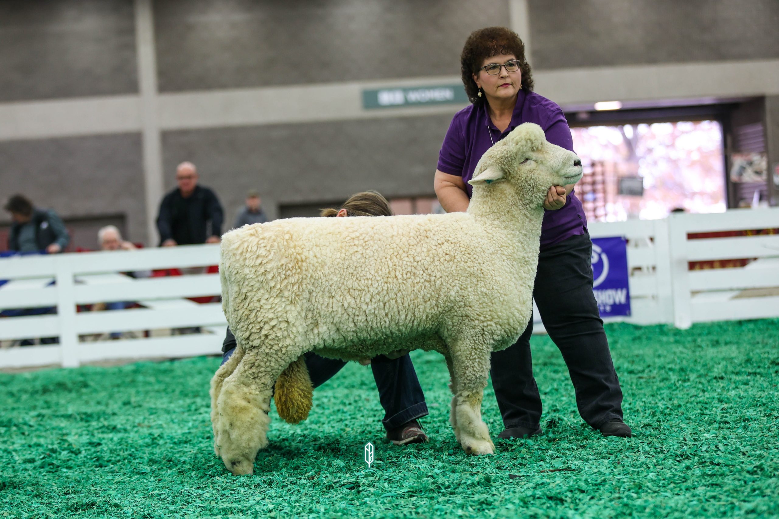 2023 National White Romney Show at NAILE 1st place fall ram lamb exhibited by Sue Kalina of Kalina Family