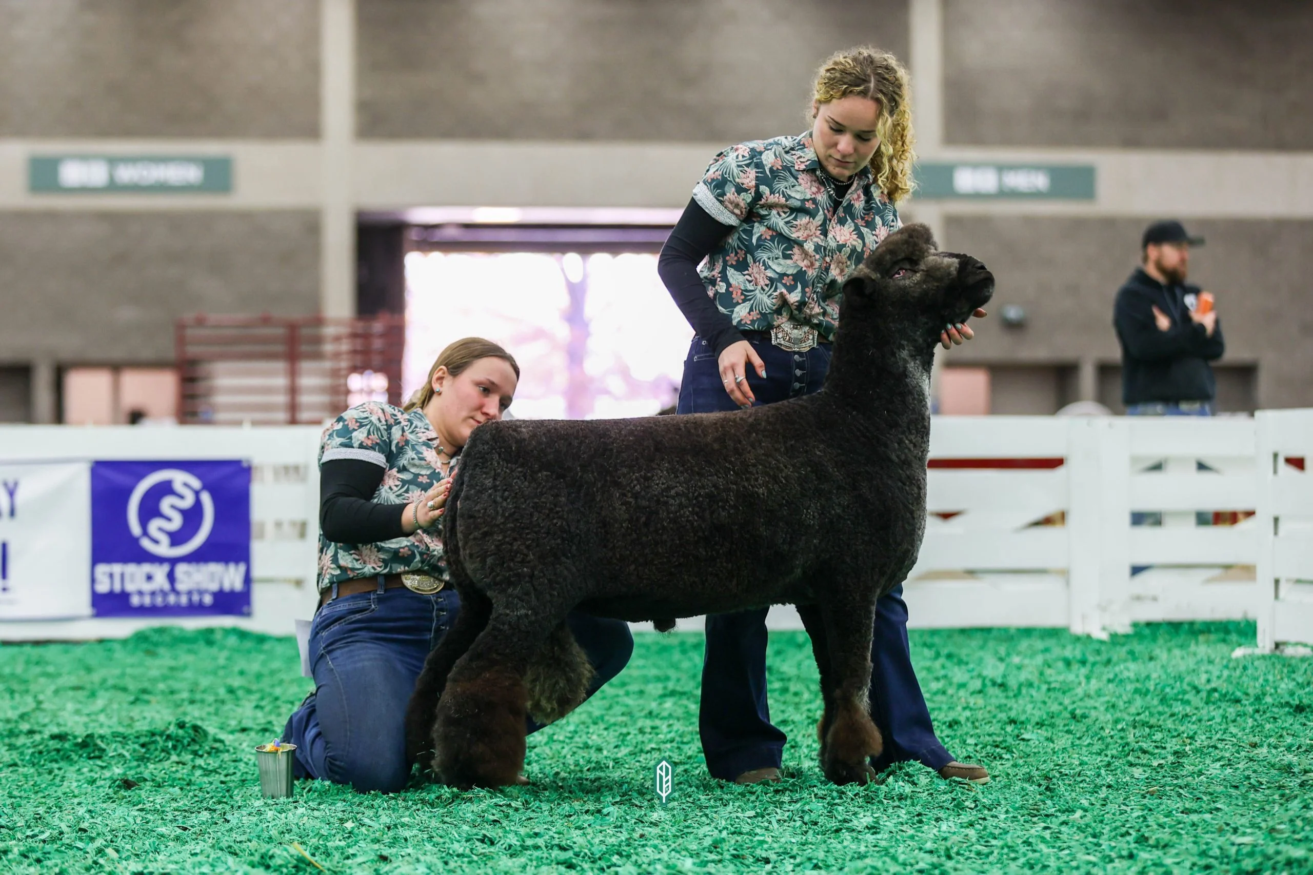 2023 National Natural Colored Romney Show at NAILE
1st place fall ram lamb exhibited by Teresa Hromis of Winding Wicks Farm