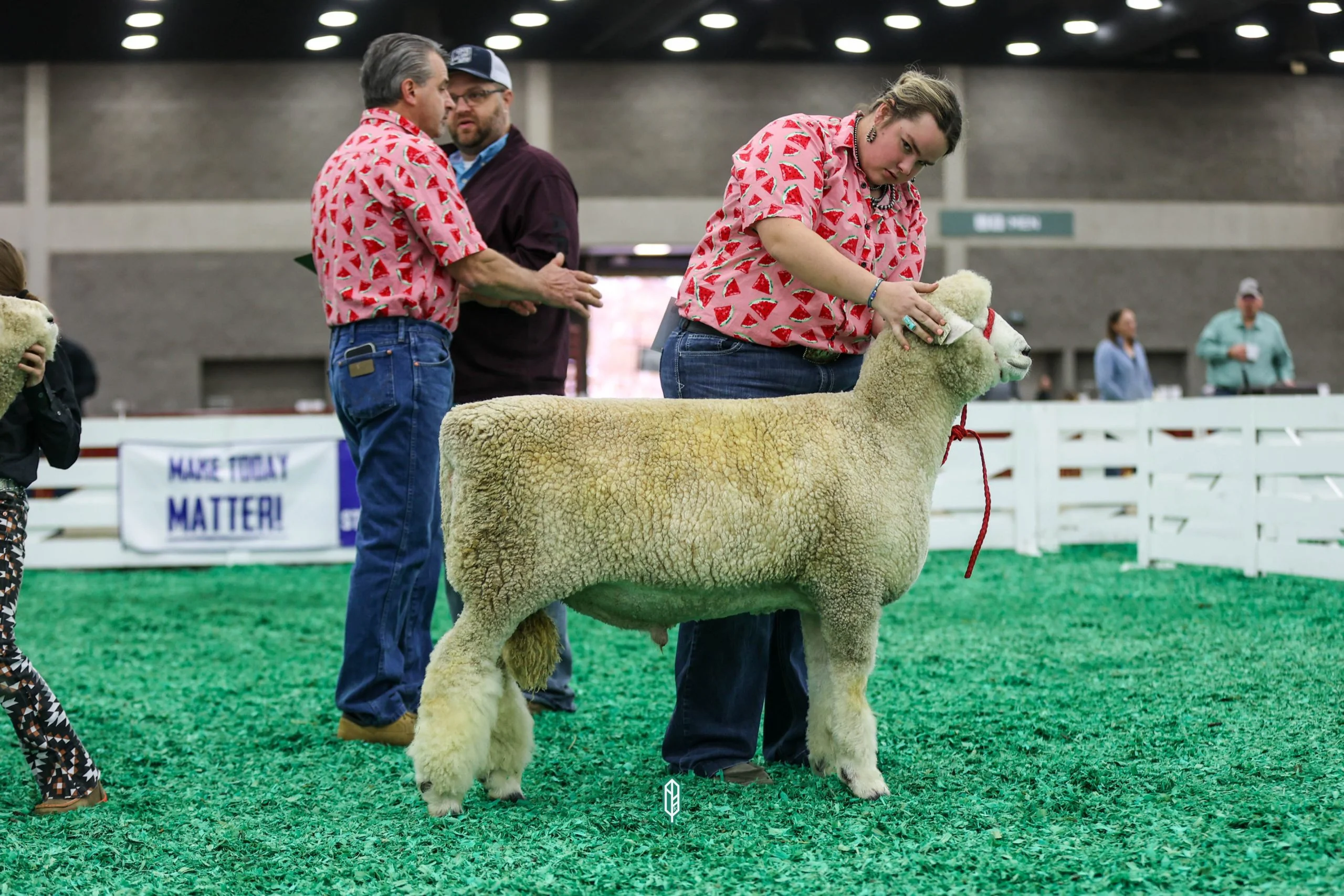 2023 National White Romney Show at NAILE
1st place winter ram lamb exhibited by Caitlin Plank