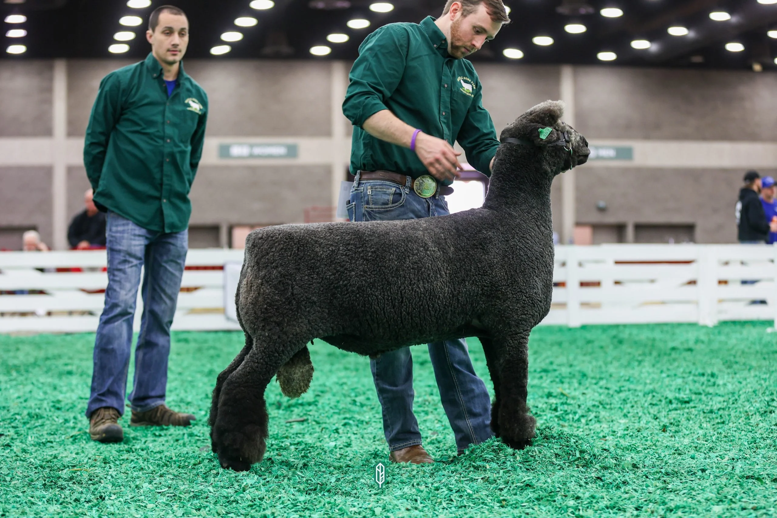 2023 National Natural Colored Romney Show at NAILE
1st place winter ram lamb exhibited by Ethan Kennedy of Thistle Down Farm