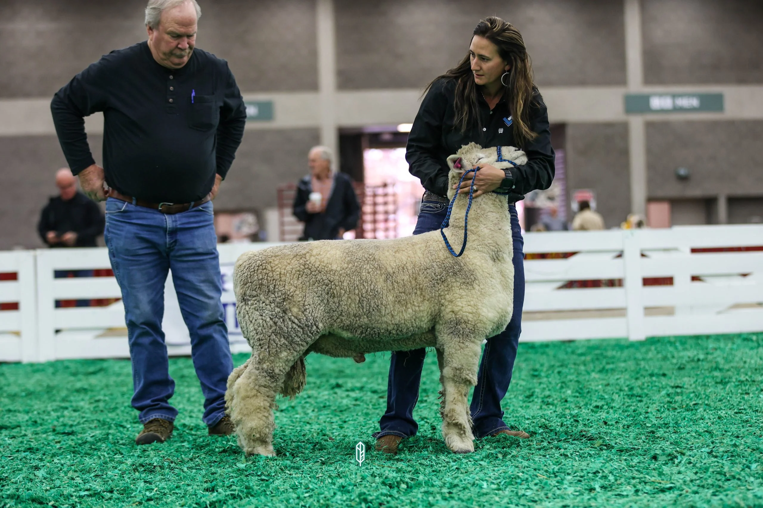 2023 National White Romney Show at NAILE
1st place spring ram lamb exhibited by Cassidy Lobdell