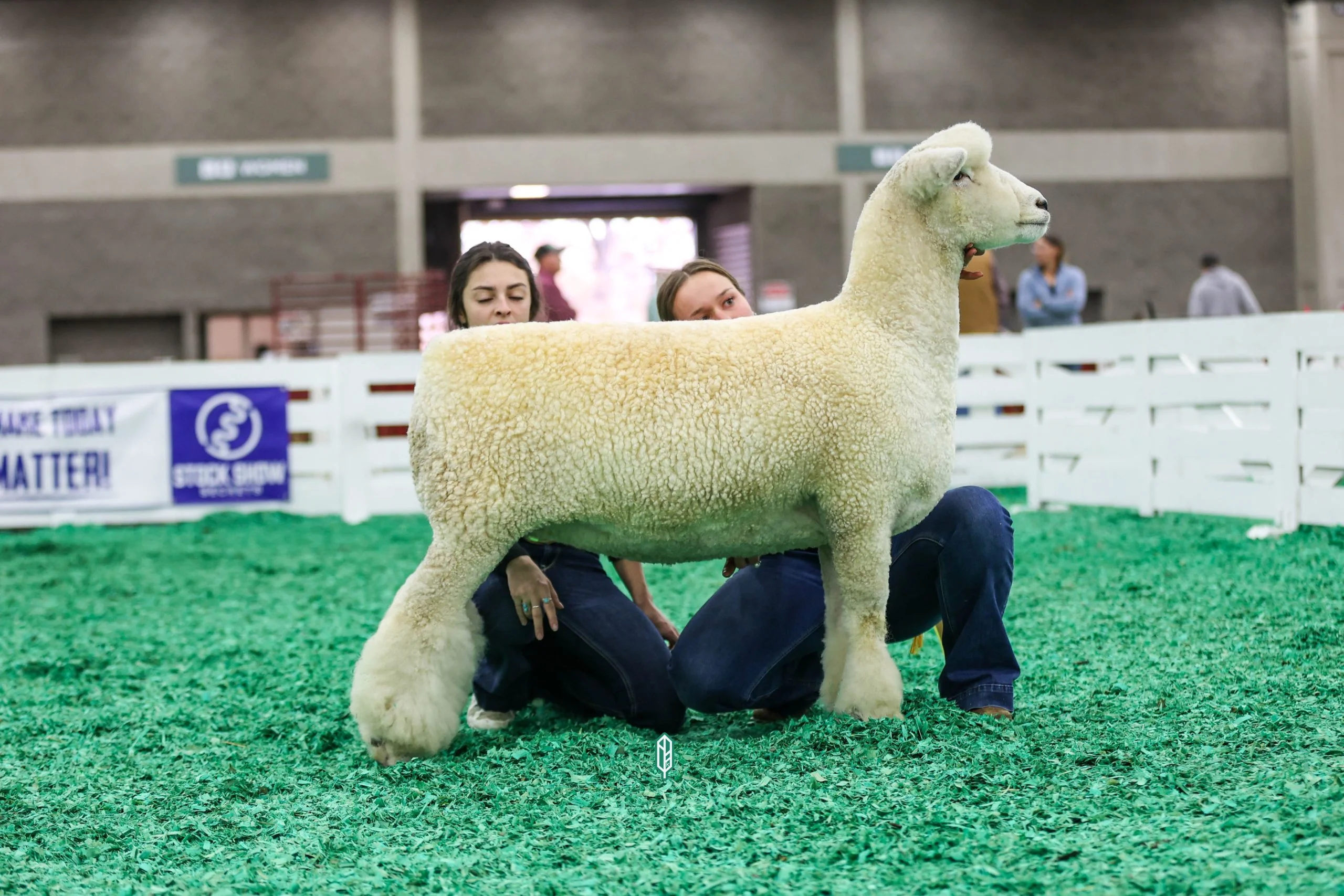 2023 National White Romney Show at NAILE
1st place yearling ewe exhibited by Catherine Hromis of Winding Wicks