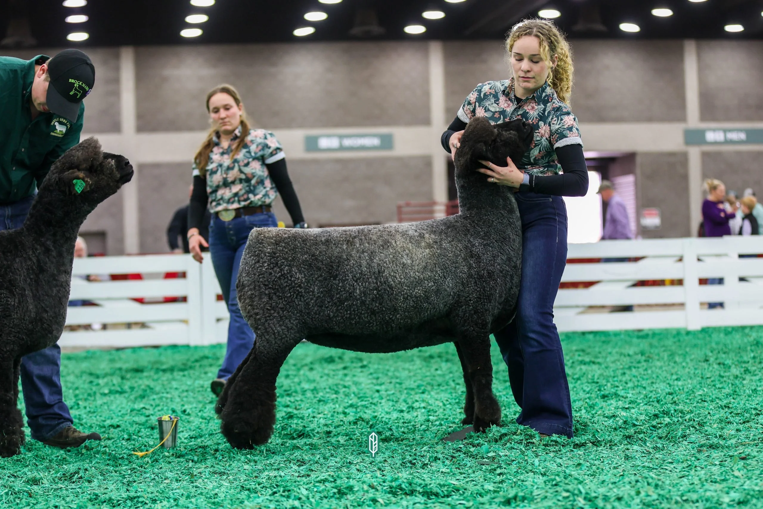 2023 National Natural Colored Romney Show at NAILE
1st place yearling ewe exhibited by Teresa Hromis of Winding Wicks Farm
