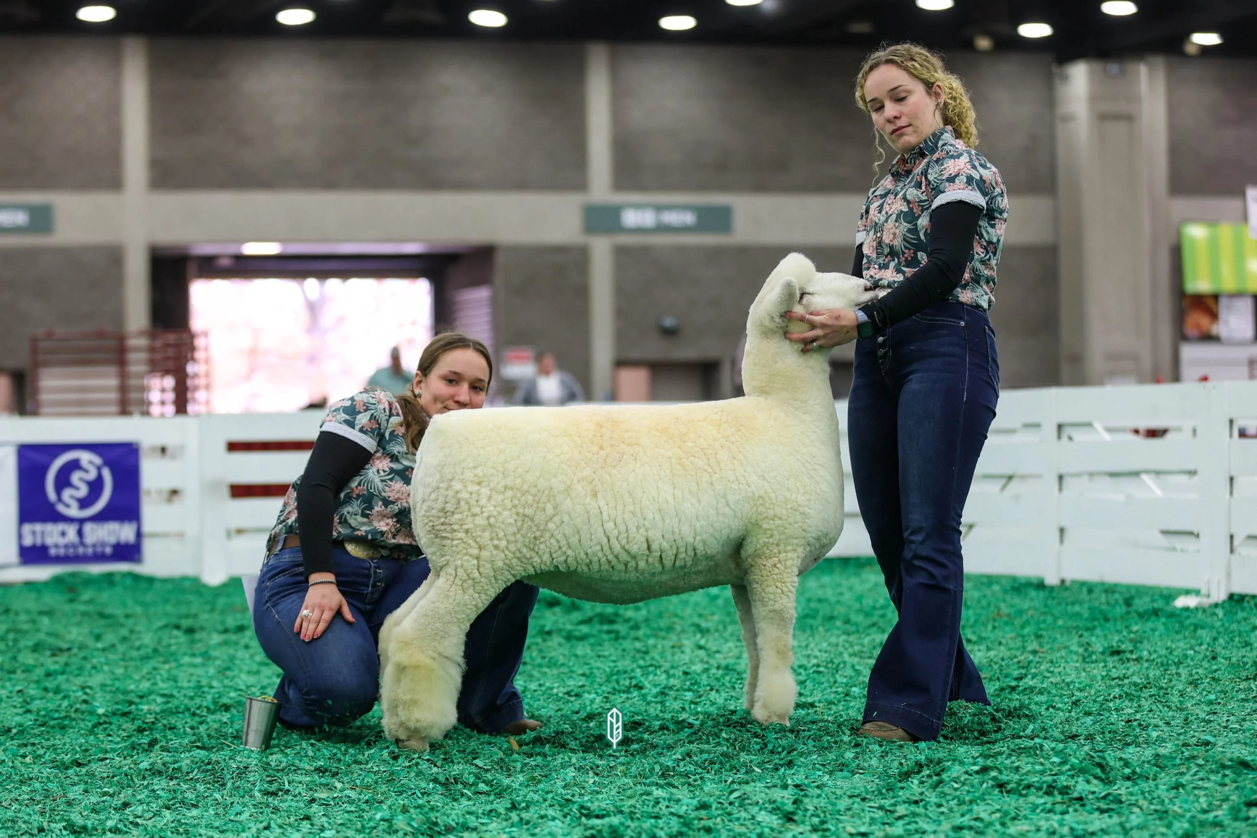 2023 National White Romney Show at NAILE
1st place fall ewe lamb exhibited by Catherine Hromis of Winding Wicks Farm