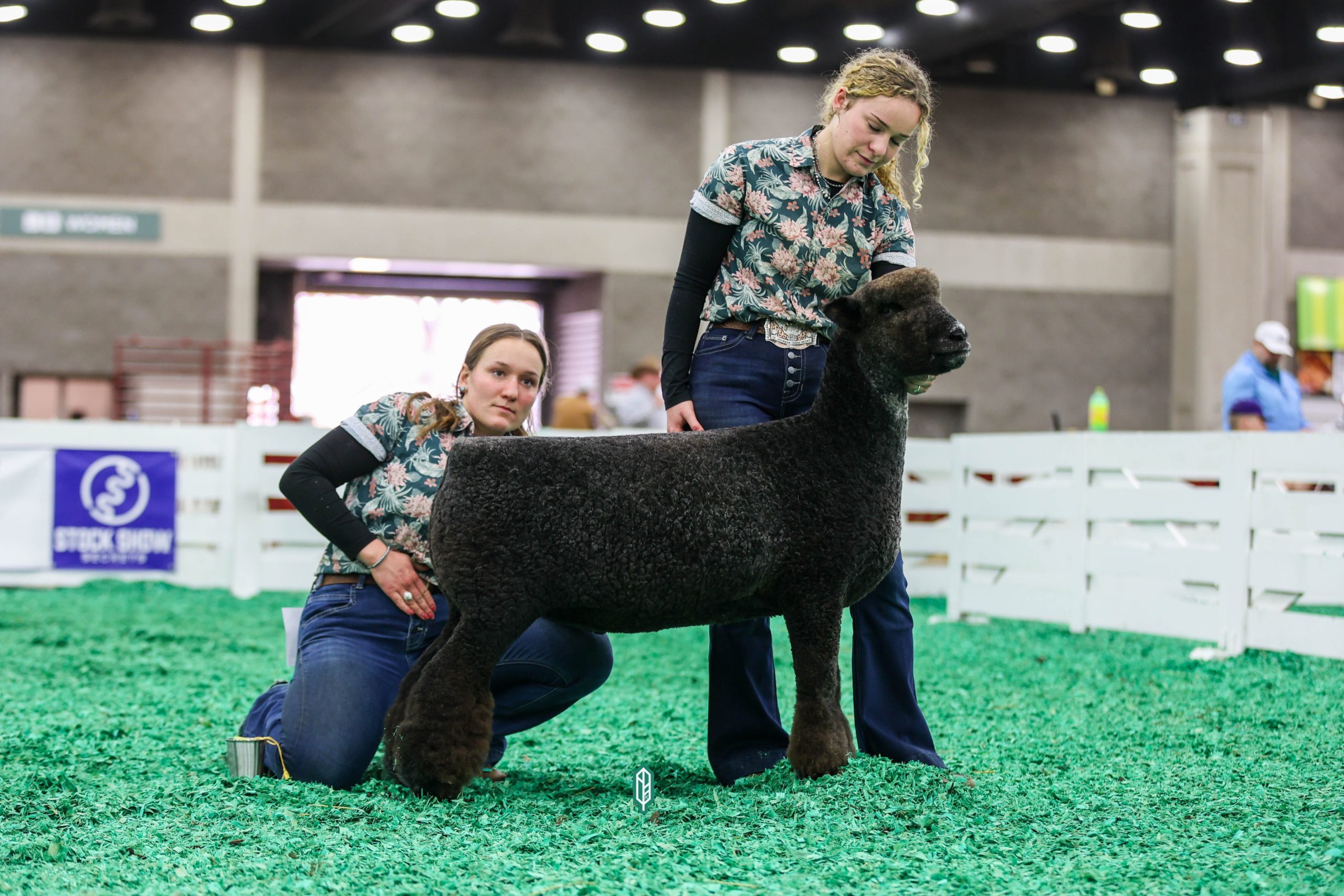 2023 National Natural Colored Romney Show at NAILE
1st place fall ewe lamb exhibited by Teresa Hromis of Winding Wicks Farm