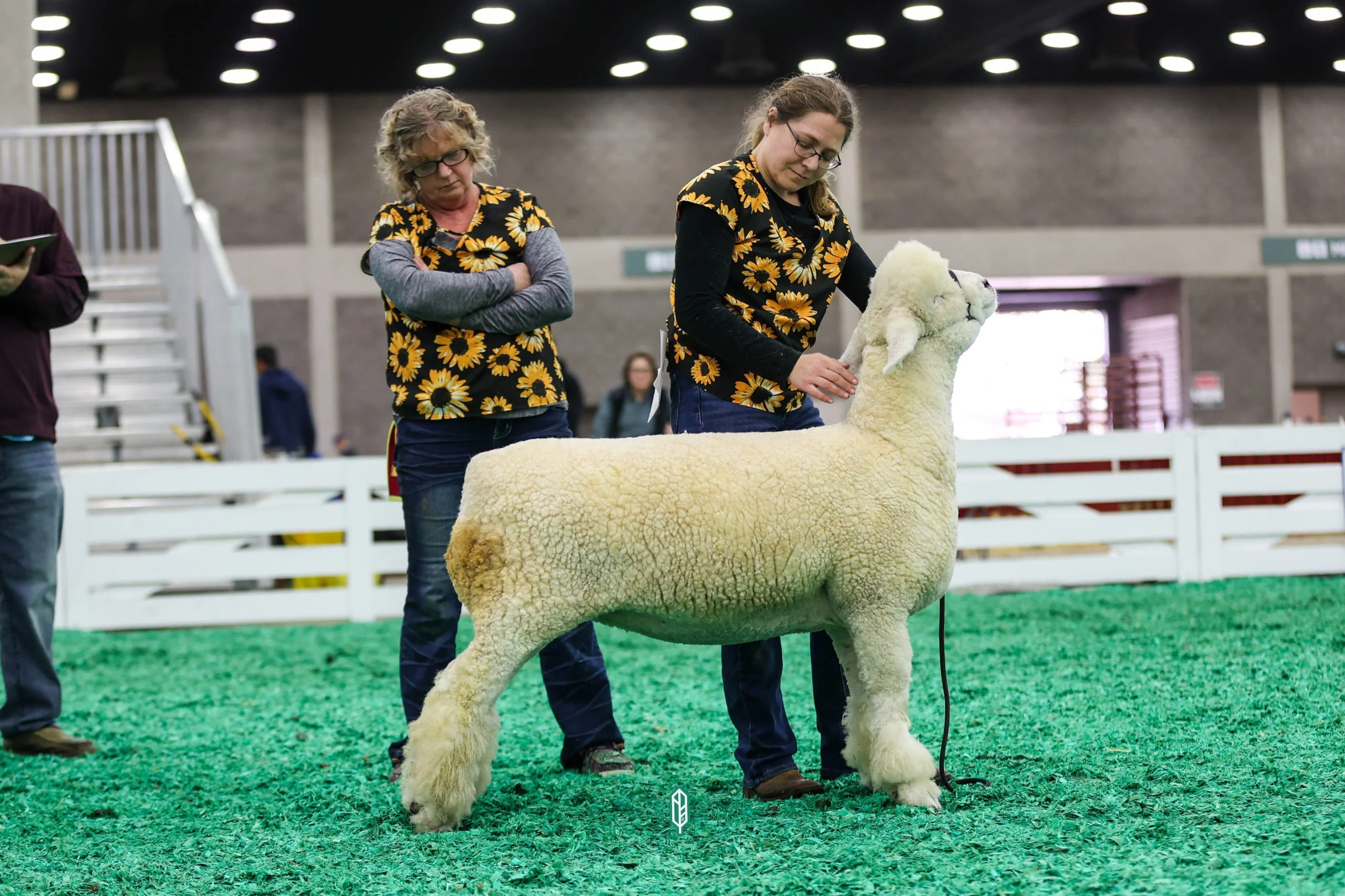 2023 National White Romney Show at NAILE
1st place spring ewe lamb exhibited by Emma Rogers of Woodland Acres
