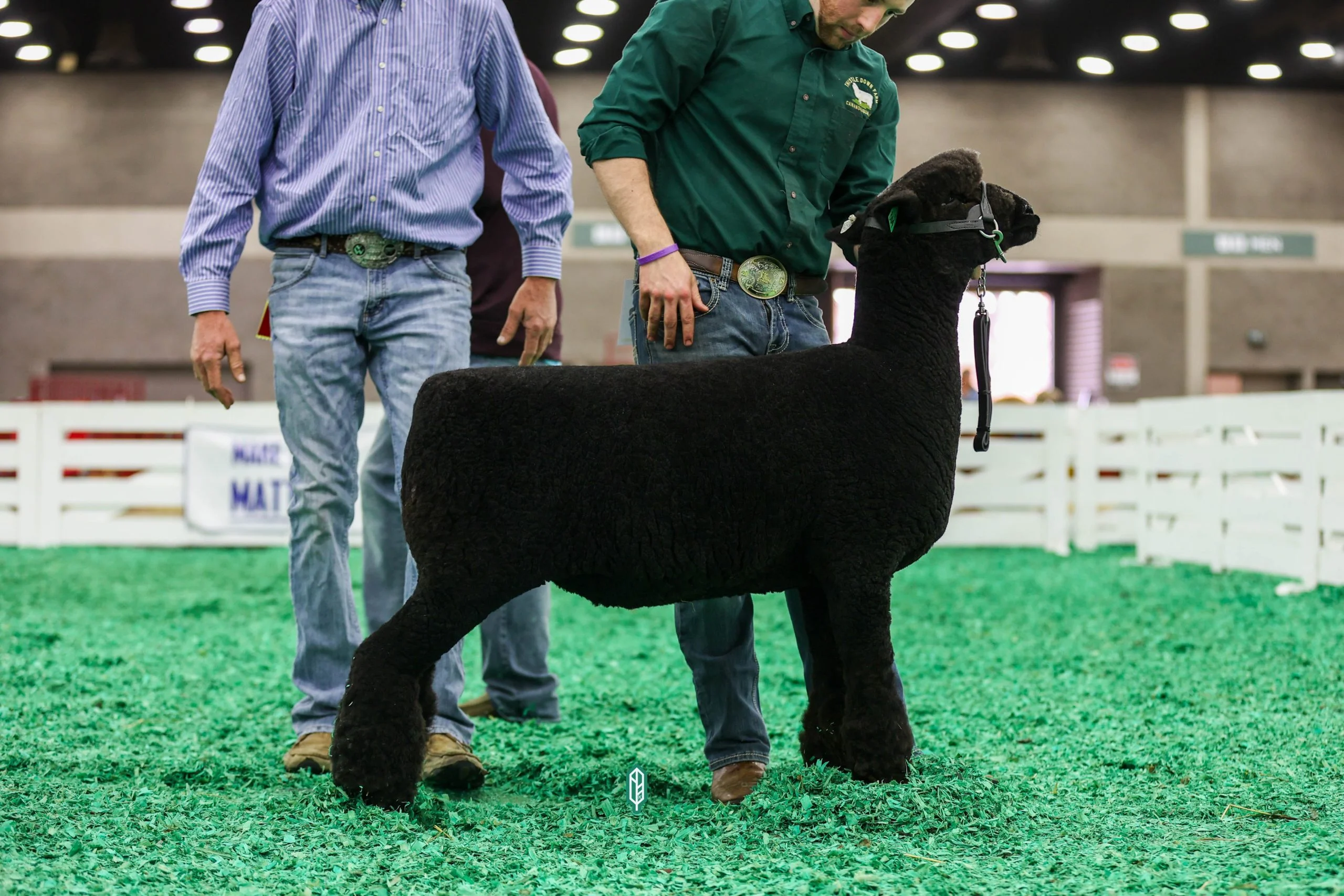 2023 National Natural Colored Romney Show at NAILE
1st place fall ewe exhibited by Ethan Kennedy of Thistle Down Farm