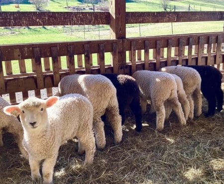 Sunday Selfie Lambs 2025